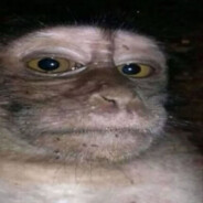 ASsiS >:(