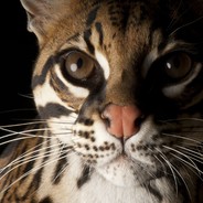 Ocelot