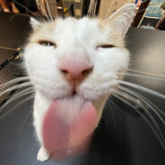 burlington throat factory