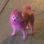 hot pink bitch named breakfast