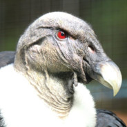 KONDOR WIELKI