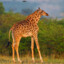 Short_Neck_Giraffe