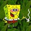 SpongeWeed