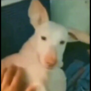 Kurji