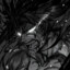 Winston Caster+