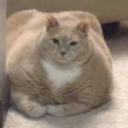 Big Heckin Chonker