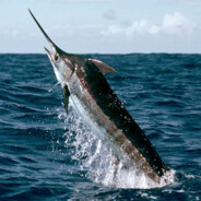 The MARLIN
