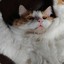 Avatar of ElectricCat