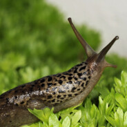LeopardSnegle
