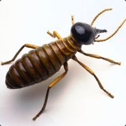 Noeh Termiet's Avatar