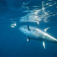 BazookaTuna's Avatar