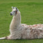 Supreme Leader of llamas