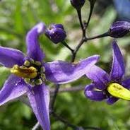 Nightshade