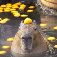 шоумен Mandarin4k