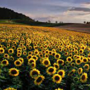 🌻ｓｕｎｆｌｏｗｅｒ