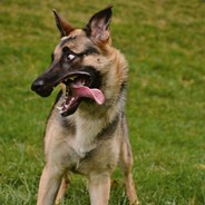 WolfCoding