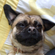 pixxel