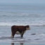 Cow facing the sea