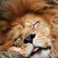 The Lion Sleep Tonight