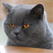 Spicy Meatball - steam id 76561197961453115