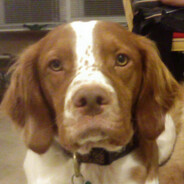 Birddog65