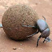 Dung Beetle
