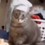 Chef Whiskers