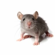 Rey Mysterio's Avatar