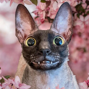 Steam Community Avatar