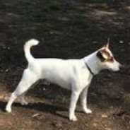 JRT Arafat