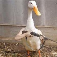 i am a duck
