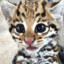 ♥Ja_Ocelot♥