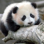 illestPanda