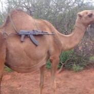 camel with ak74