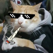 いたずらな猫