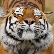 Tigrrra