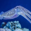 Cxttlefish