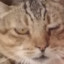 Noah_SK5