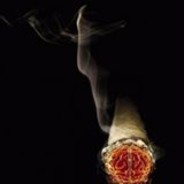 Cigara