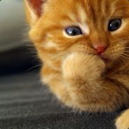 MeowTank