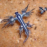 Glaucus Atlanticus