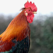frytelas