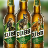 ŻUBR