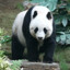 Panda is eating bamboo