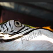 fusk4 - steam id 76561197964447563