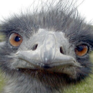 prime emu