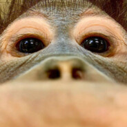 #1 Orangutan