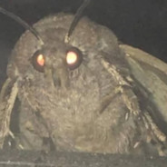 Mr Talented Moth