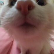 cchuwoo (пушистая)