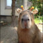 Giraffe Capybara